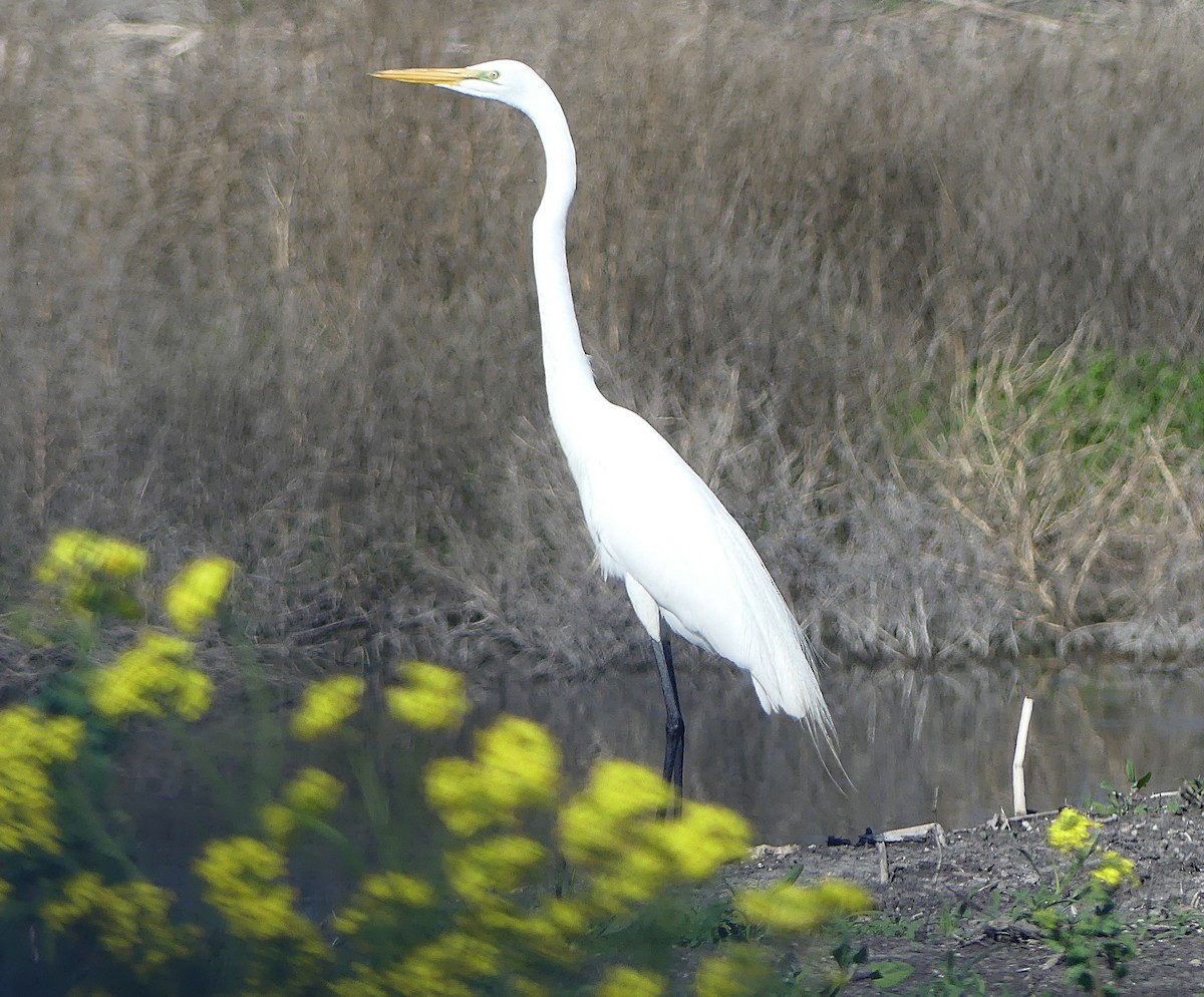 Great Egret - ML635016721