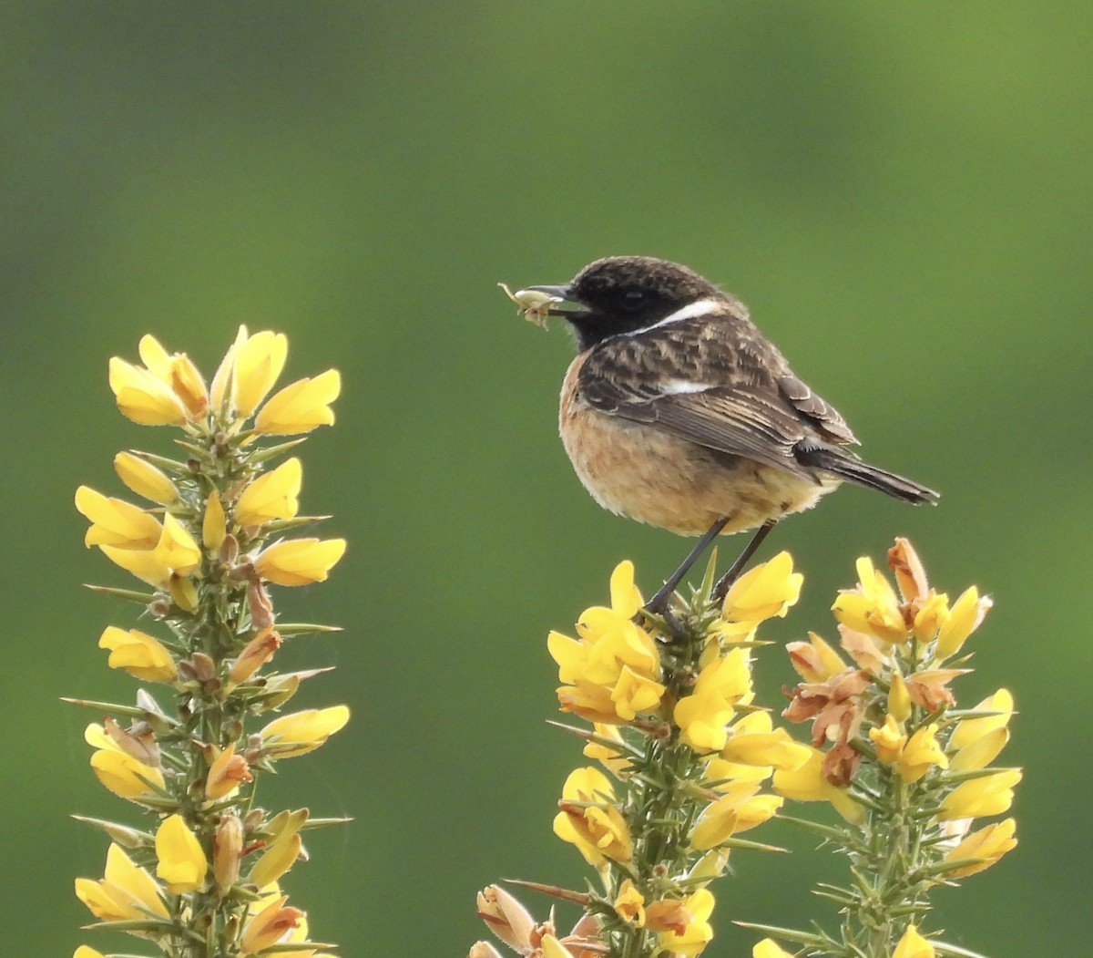 European Stonechat - ML635016793