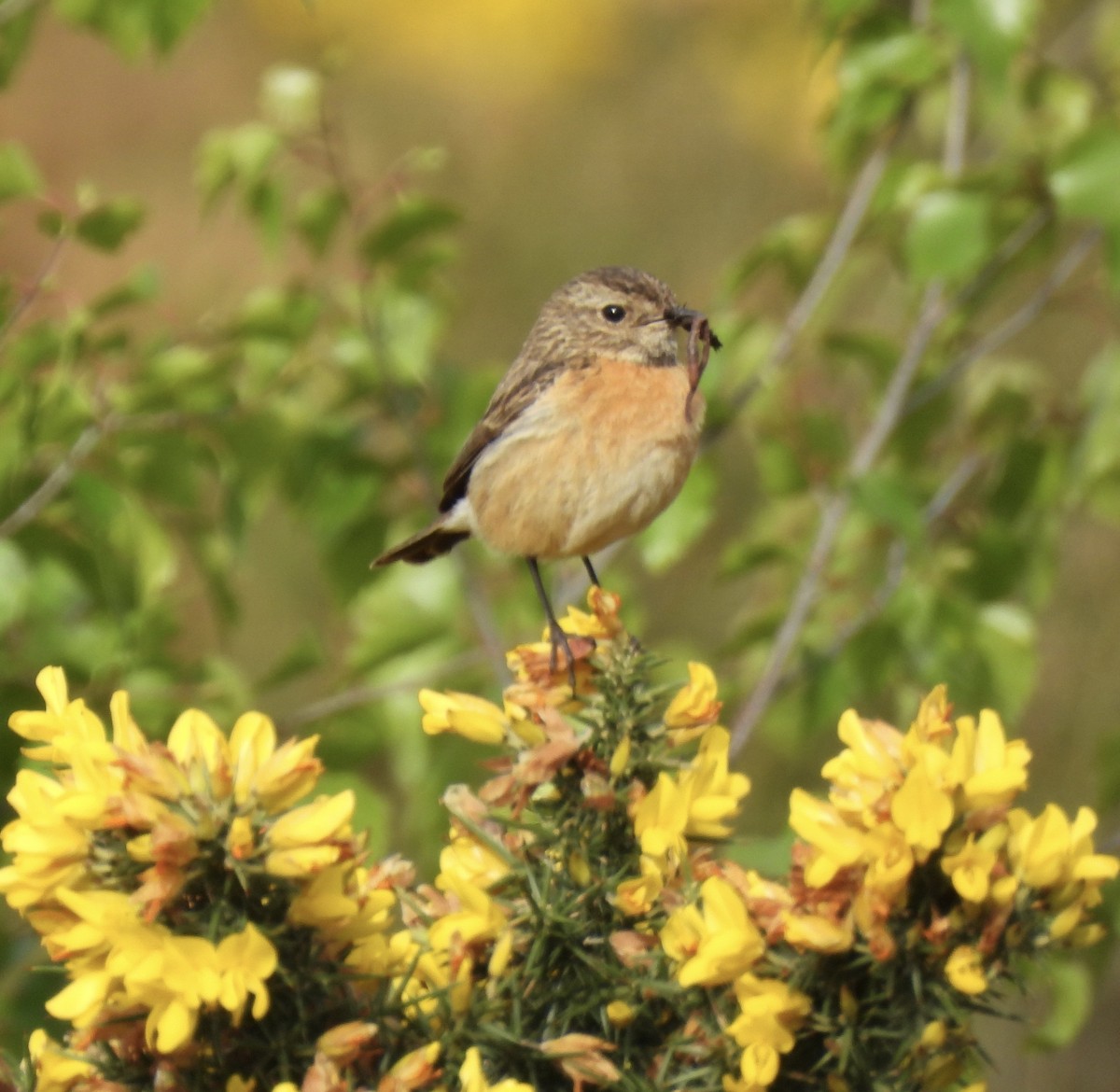 European Stonechat - ML635016794