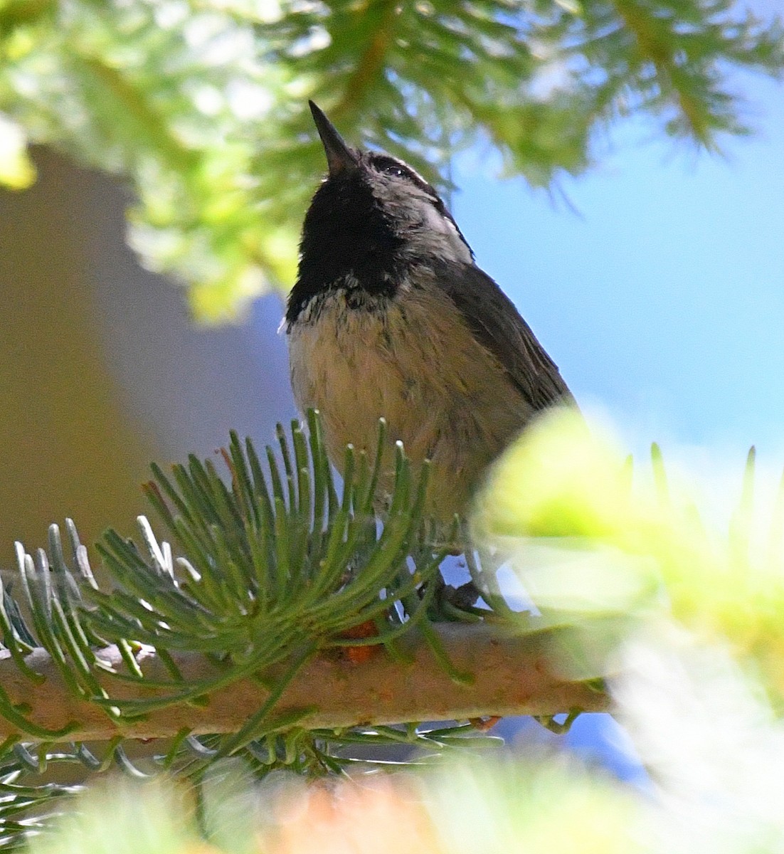 Mountain Chickadee - ML63501681