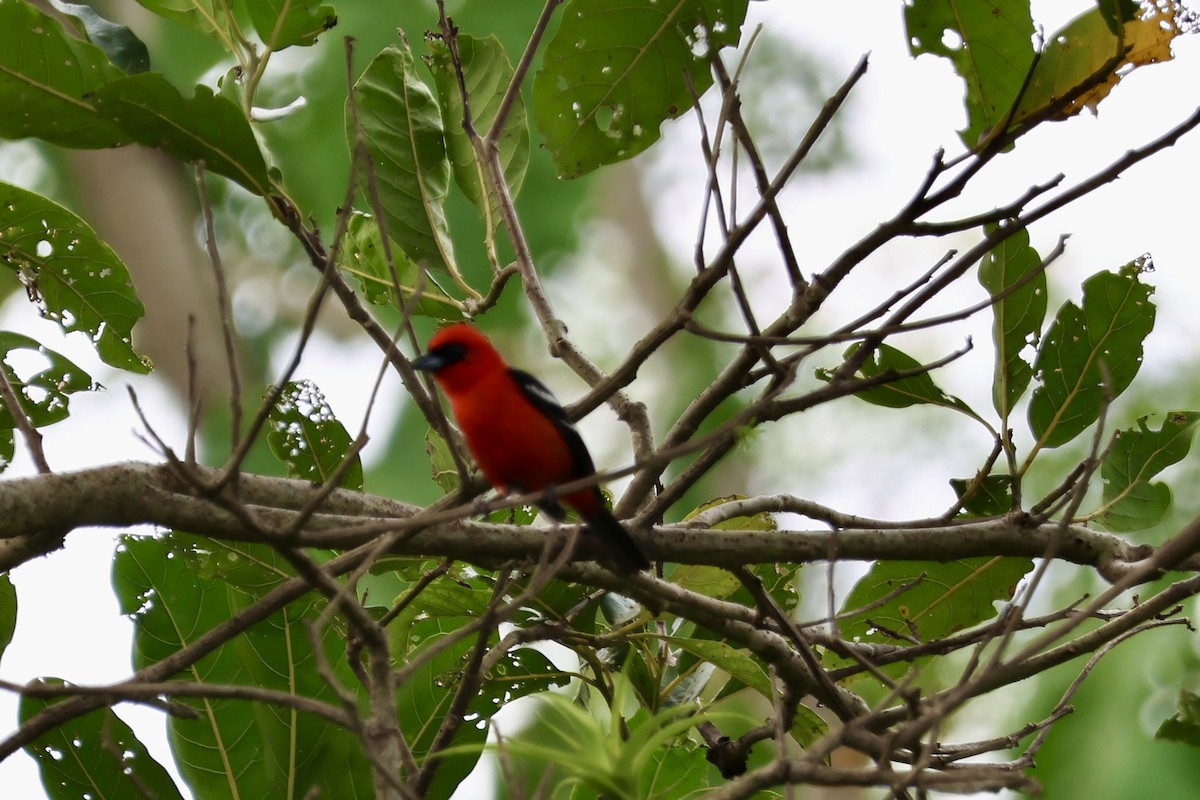 White-winged Tanager - ML635016846