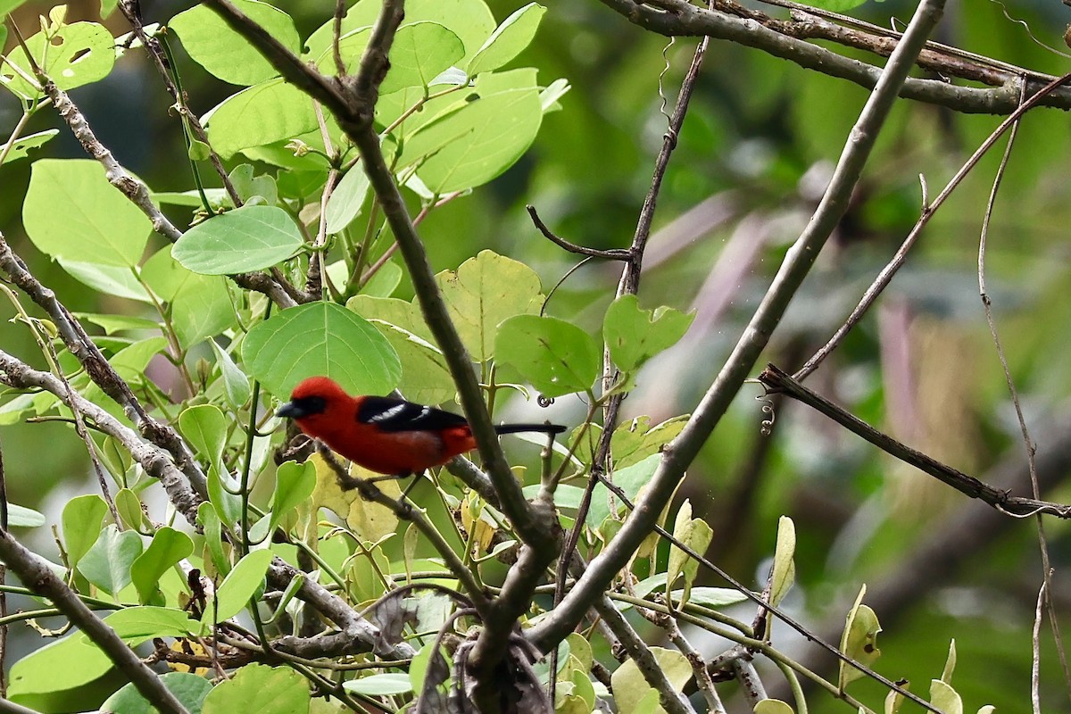 White-winged Tanager - ML635016847