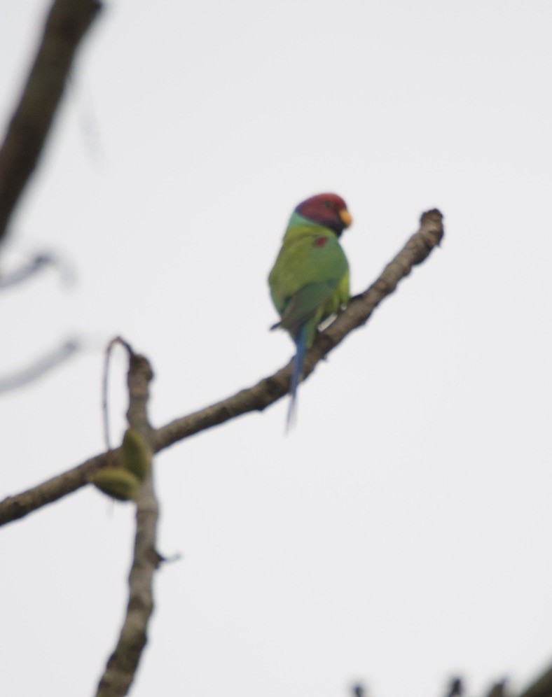 Plum-headed Parakeet - ML635016877