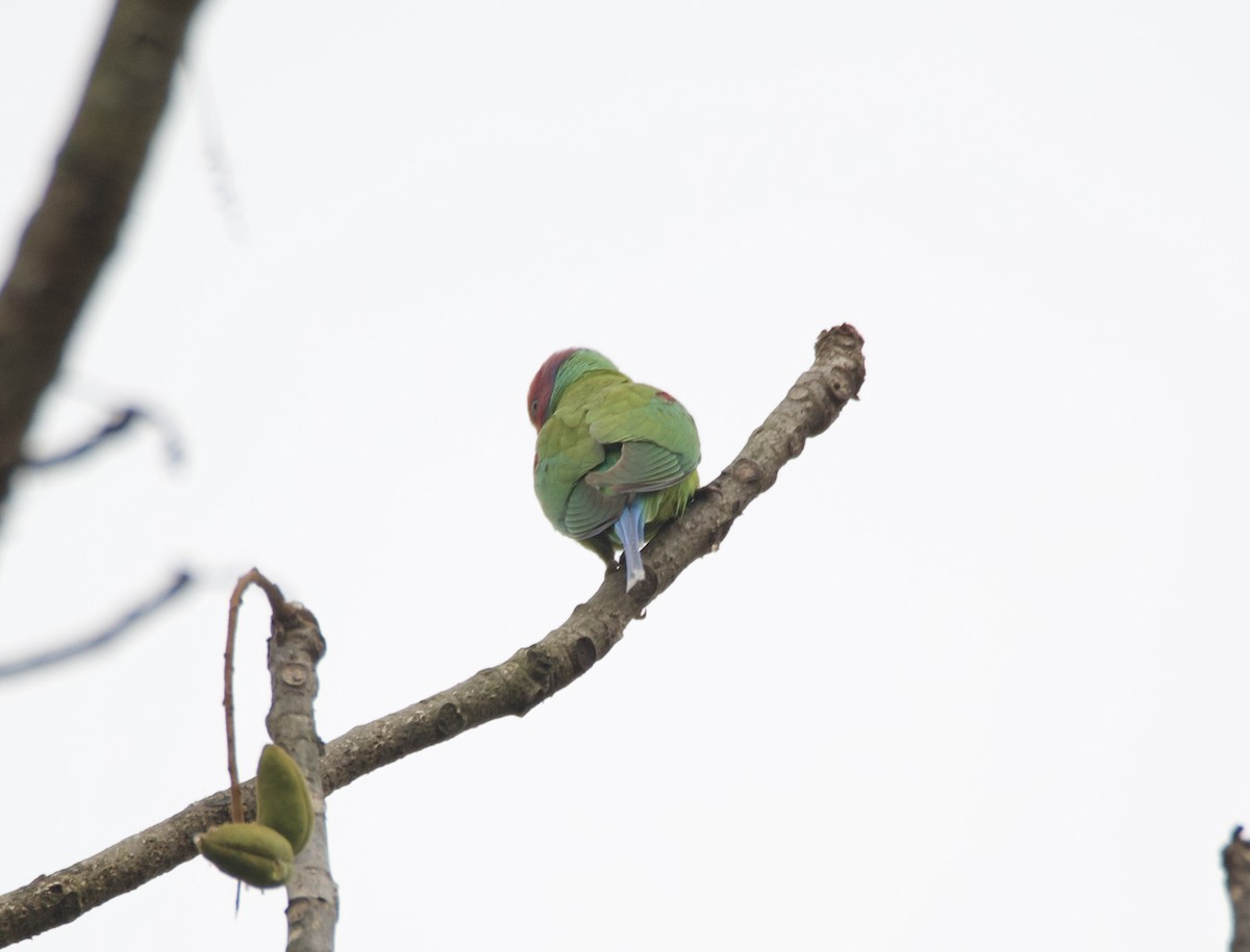 Plum-headed Parakeet - ML635016883