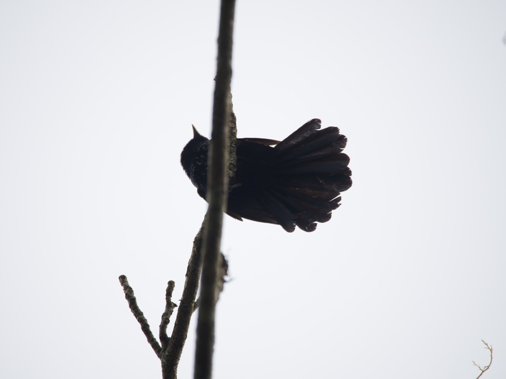 Asian Koel - ML635016894