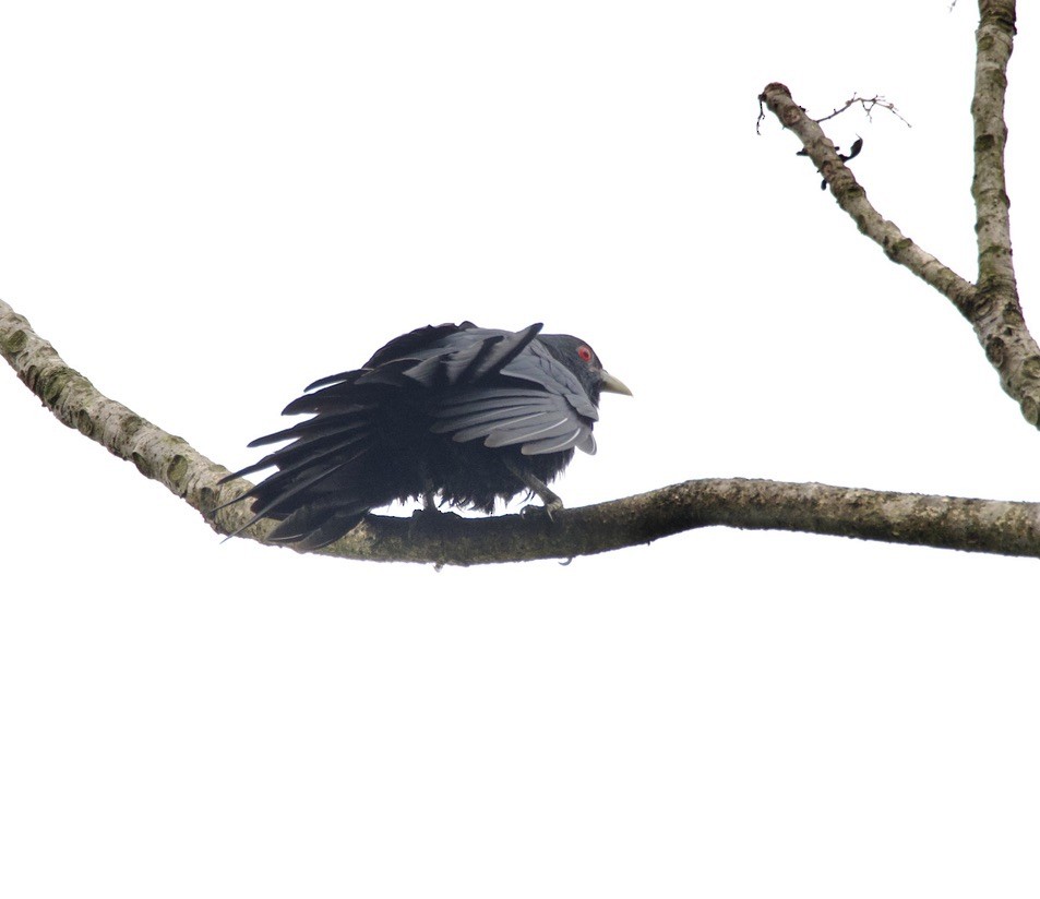 Asian Koel - ML635016895