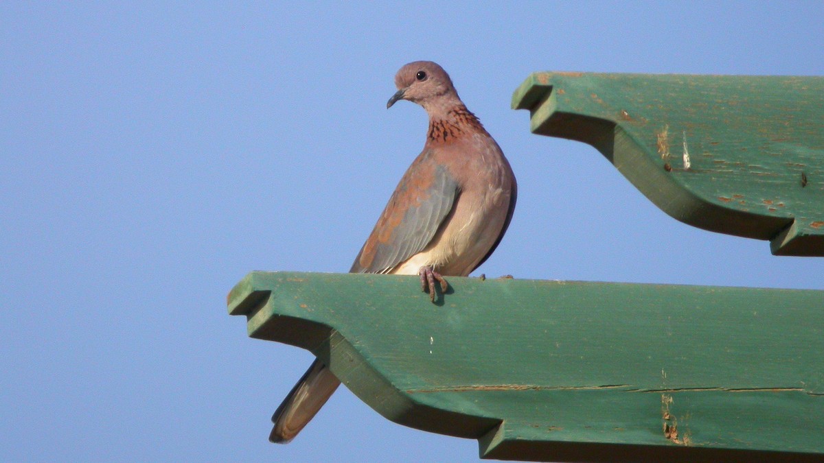 Laughing Dove - ML635016918