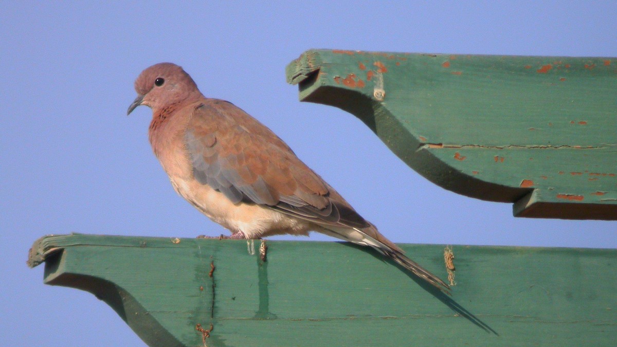 Laughing Dove - ML635016919