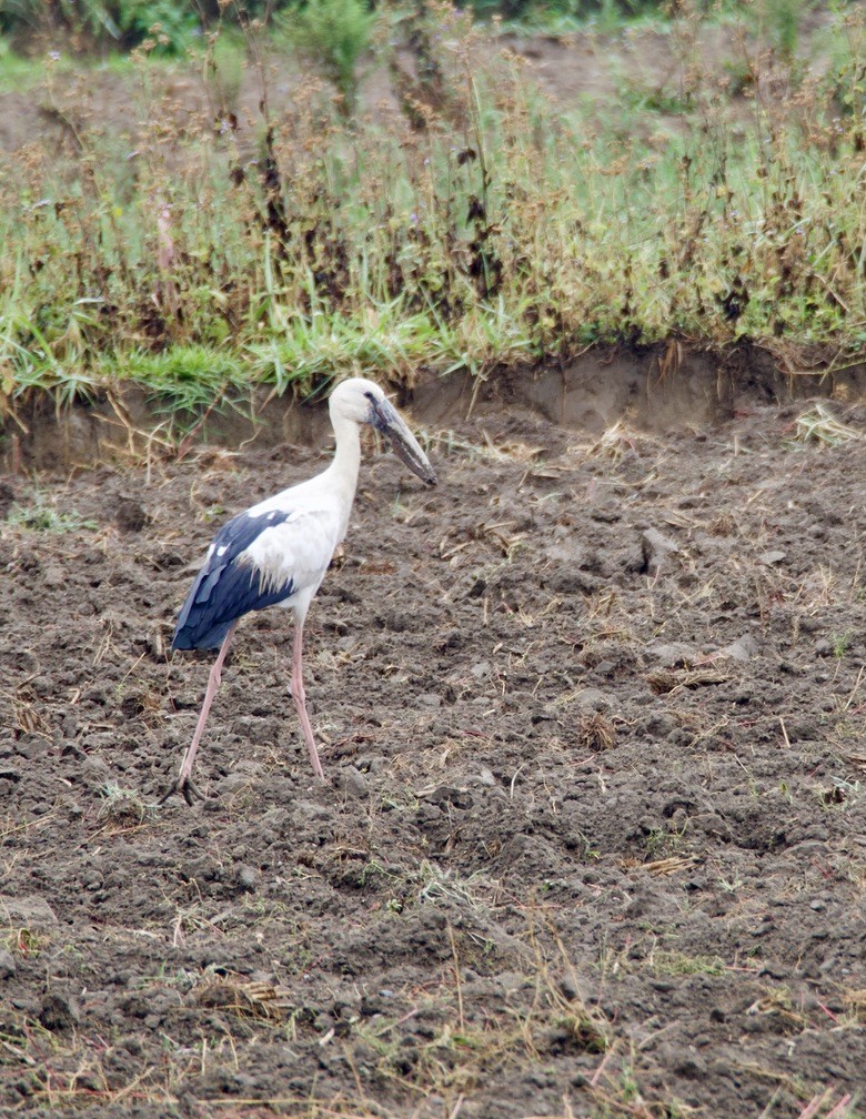 Asian Openbill - ML635016920