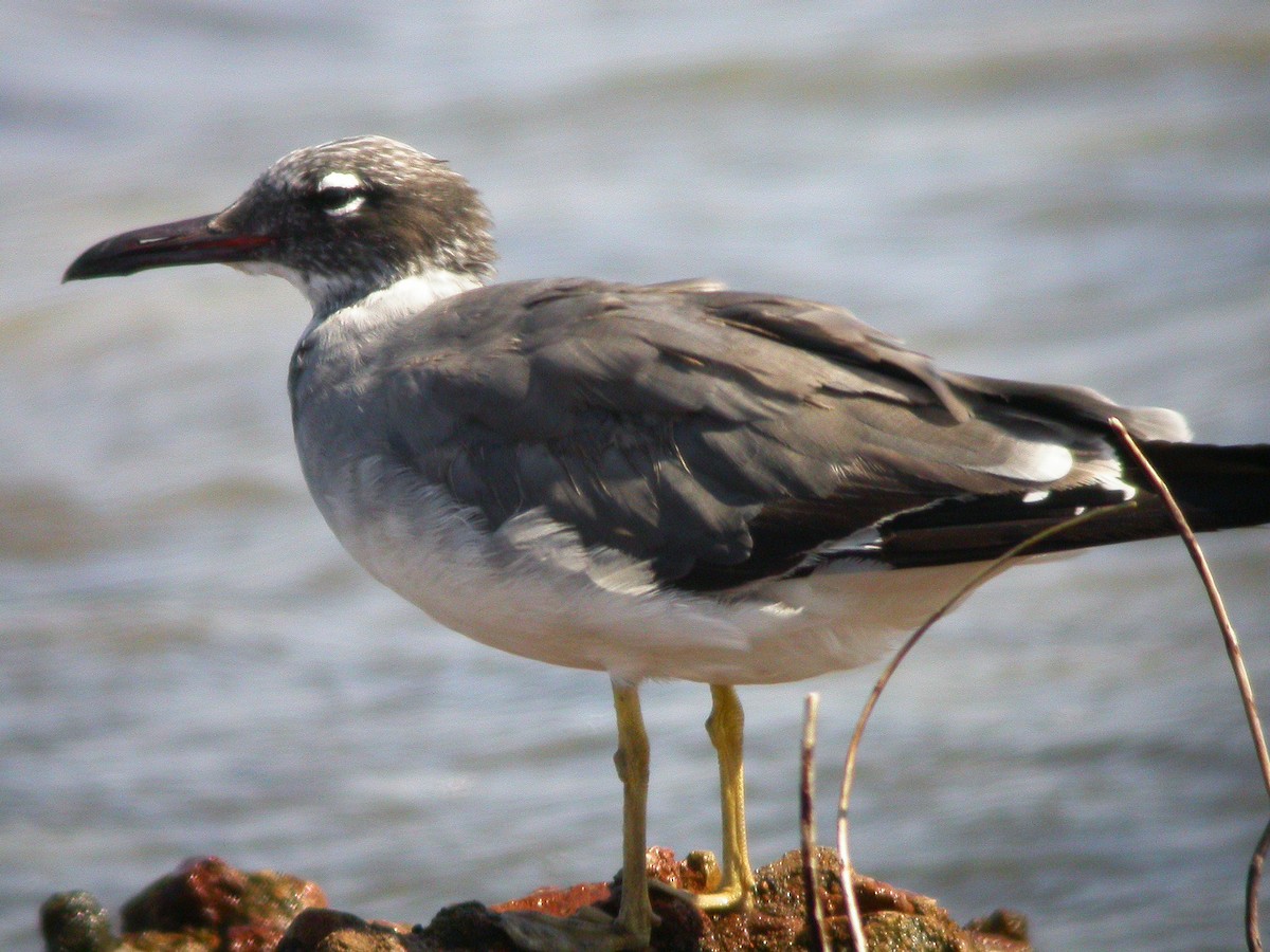 White-eyed Gull - ML635016932