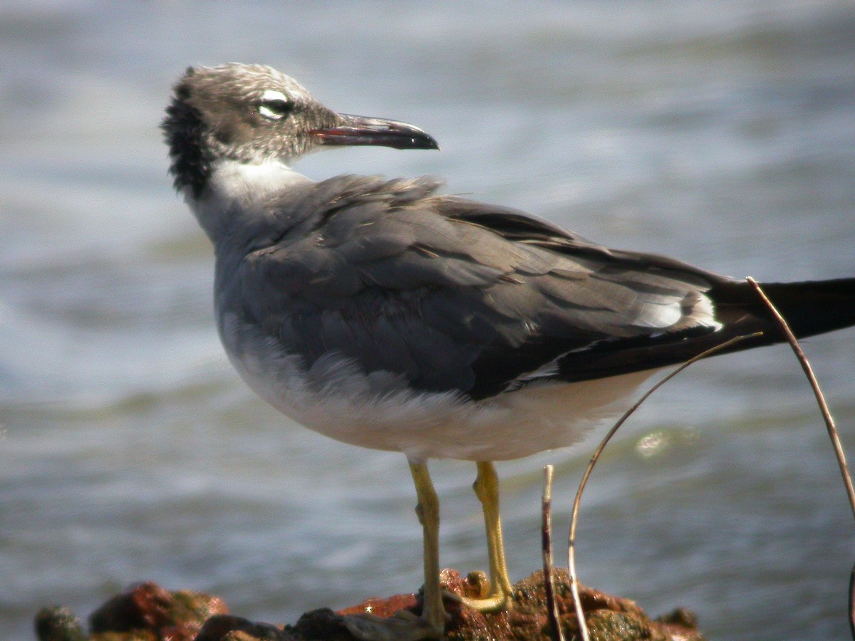 White-eyed Gull - ML635016933