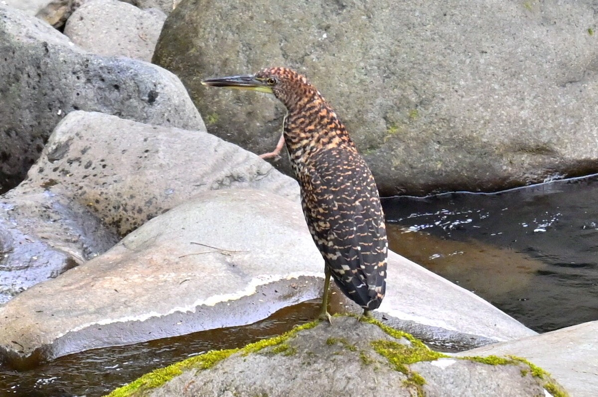 Fasciated Tiger-Heron - ML635016938
