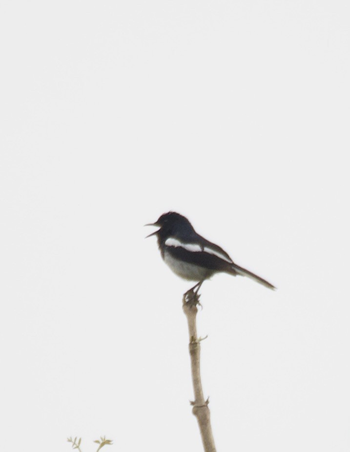 Oriental Magpie-Robin - ML635017004
