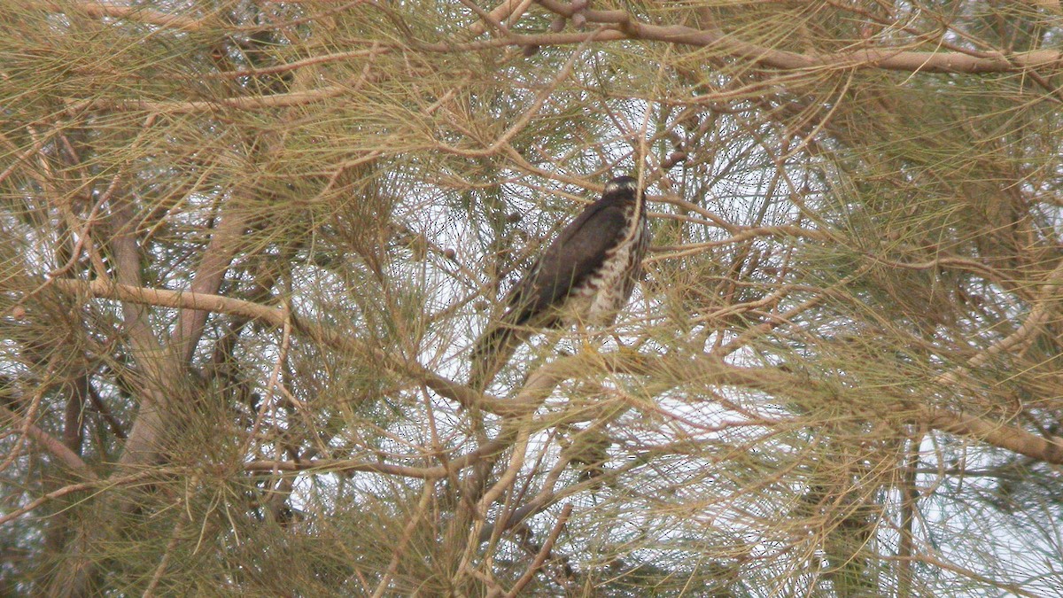 Levant Sparrowhawk - ML635017013