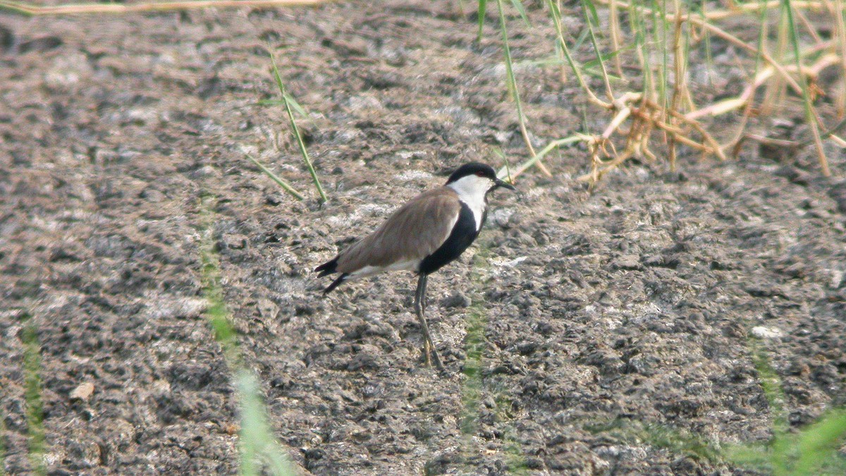 Spur-winged Lapwing - ML635017079