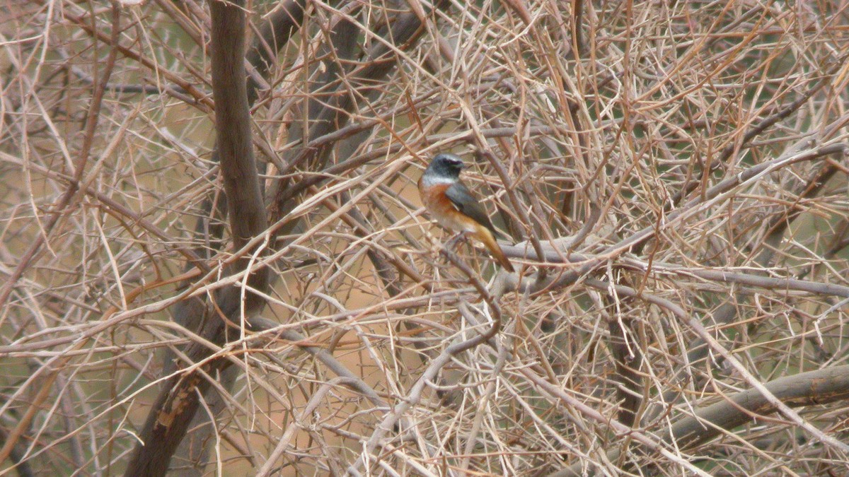 Common Redstart - ML635017103