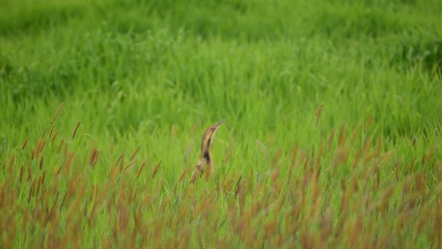 American Bittern - ML635017227