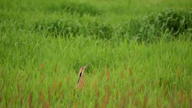 American Bittern - ML635017241