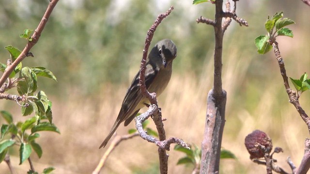 Dusky Flycatcher - ML635017251