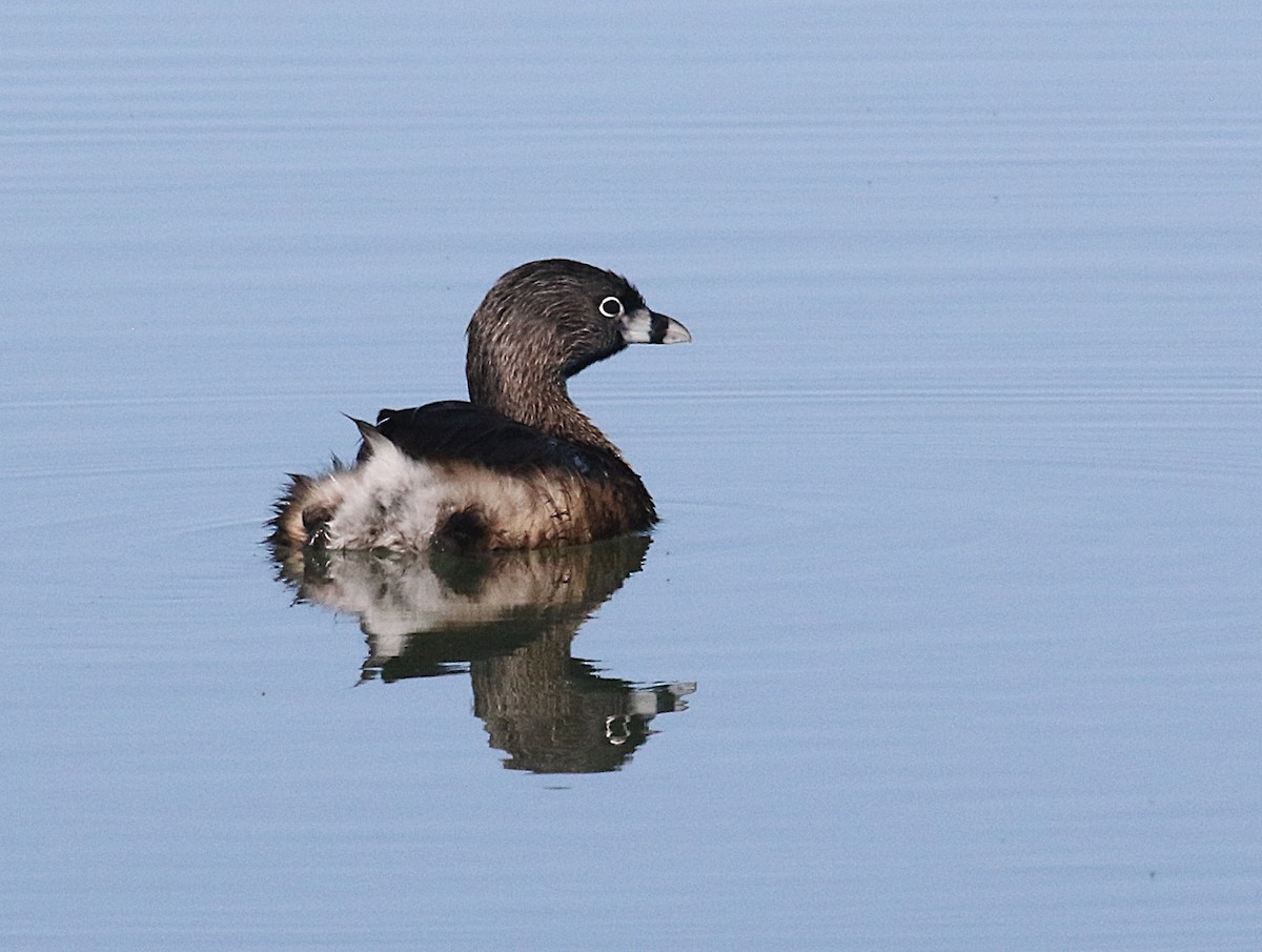 オビハシカイツブリ - ML635017332