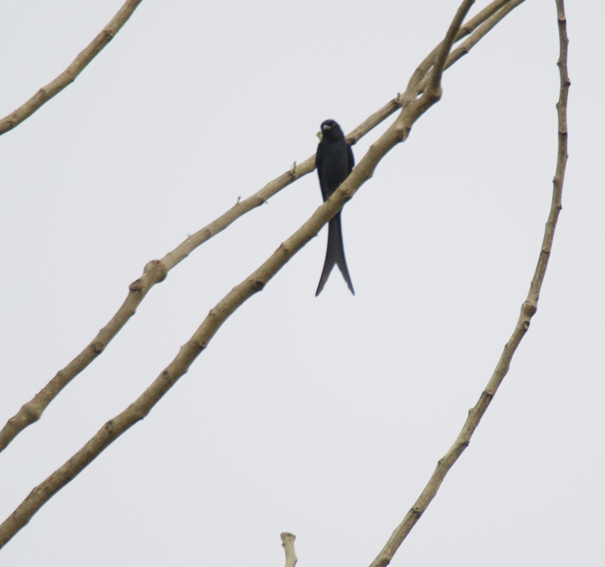 Black Drongo - ML635017484