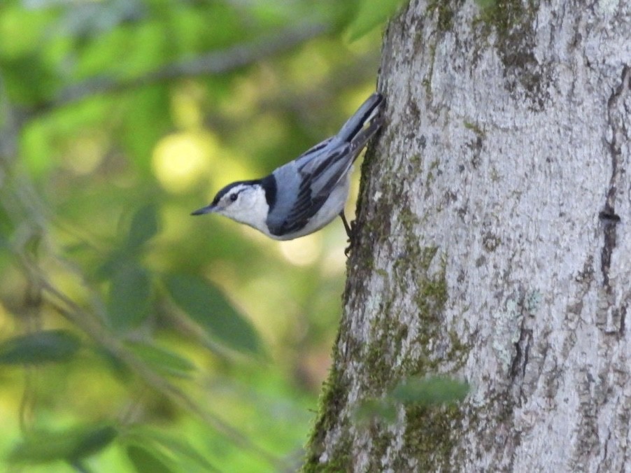 Weißbrustkleiber - ML635017631