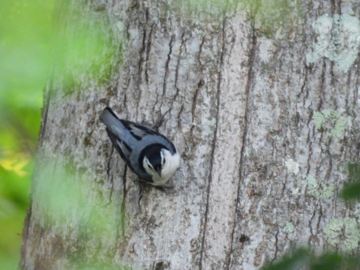 Weißbrustkleiber - ML635017632