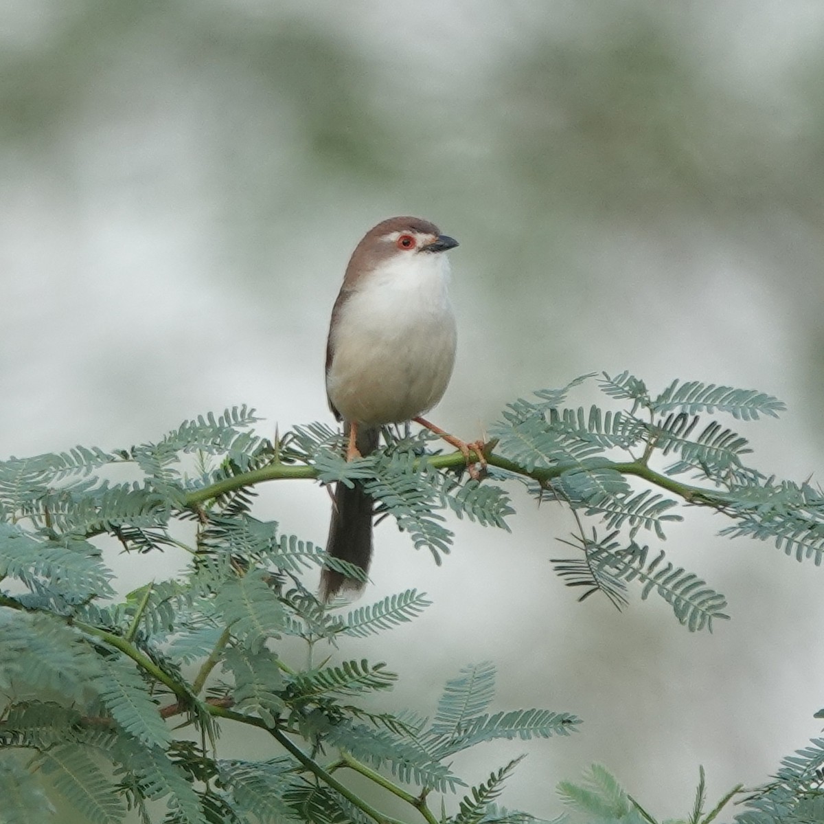 Yellow-eyed Babbler - ML635017787