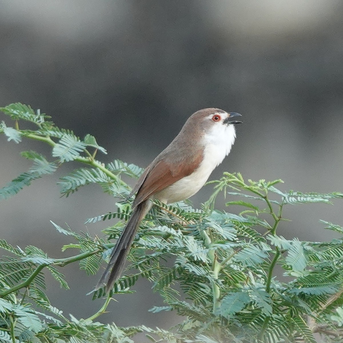 Yellow-eyed Babbler - ML635017789