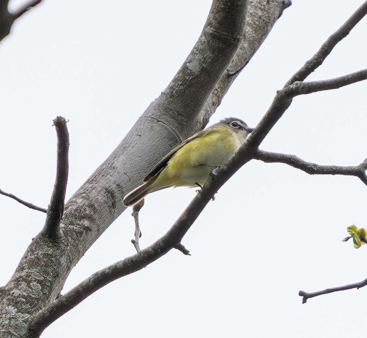 Blue-headed Vireo - ML635017858