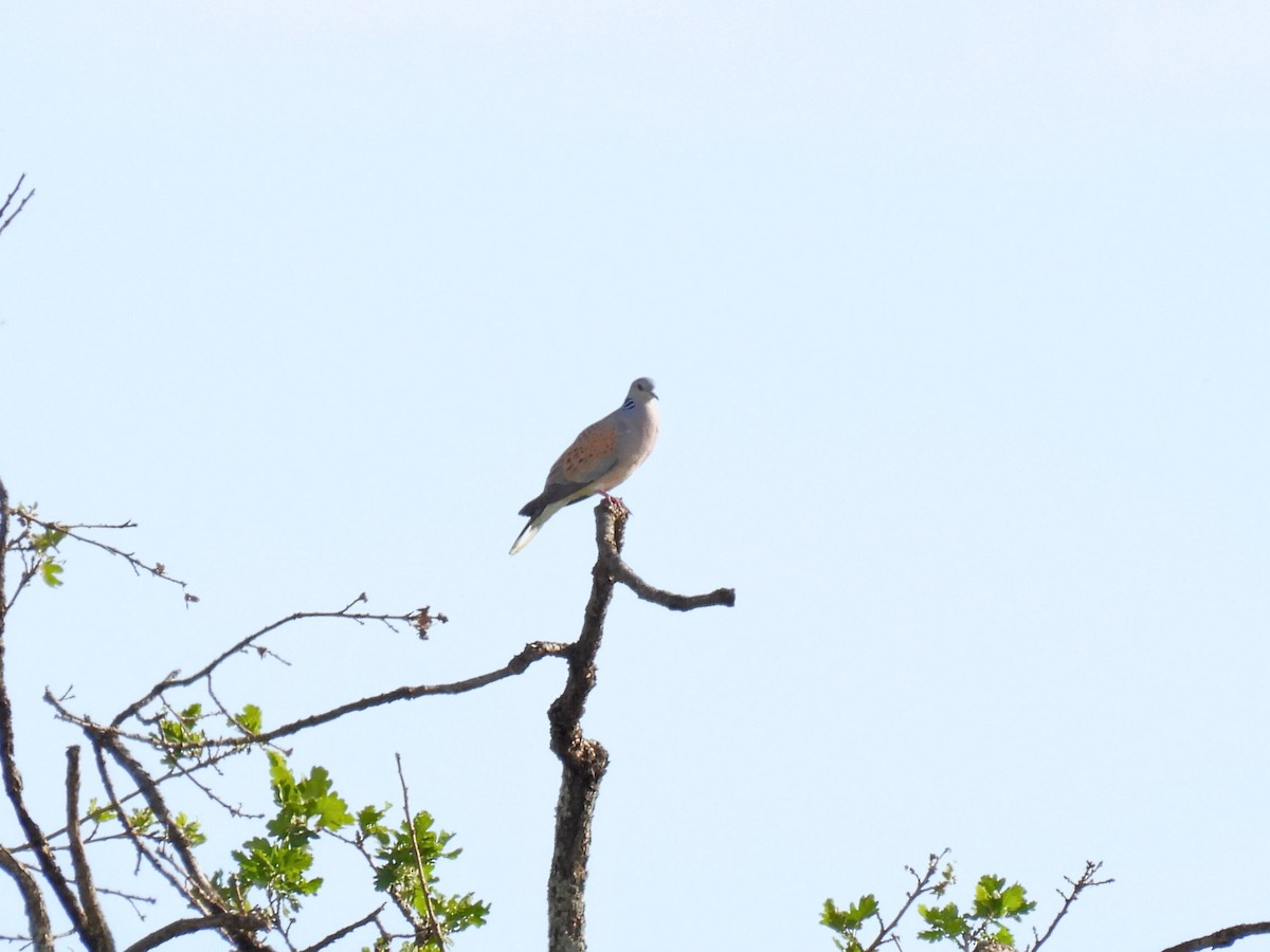 European Turtle-Dove - ML635017897