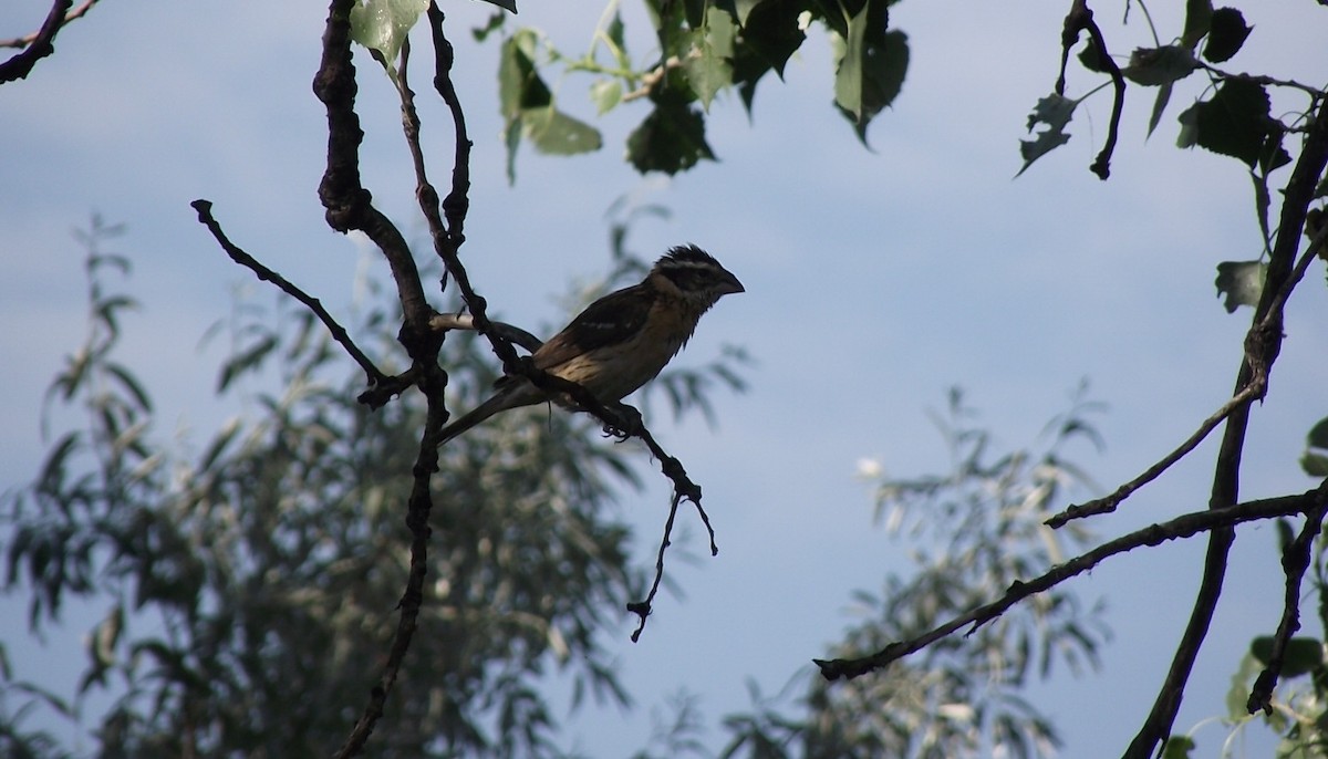 Black-headed Grosbeak - ML63501791