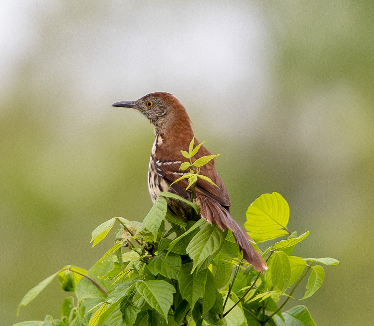 Brown Thrasher - ML635017928