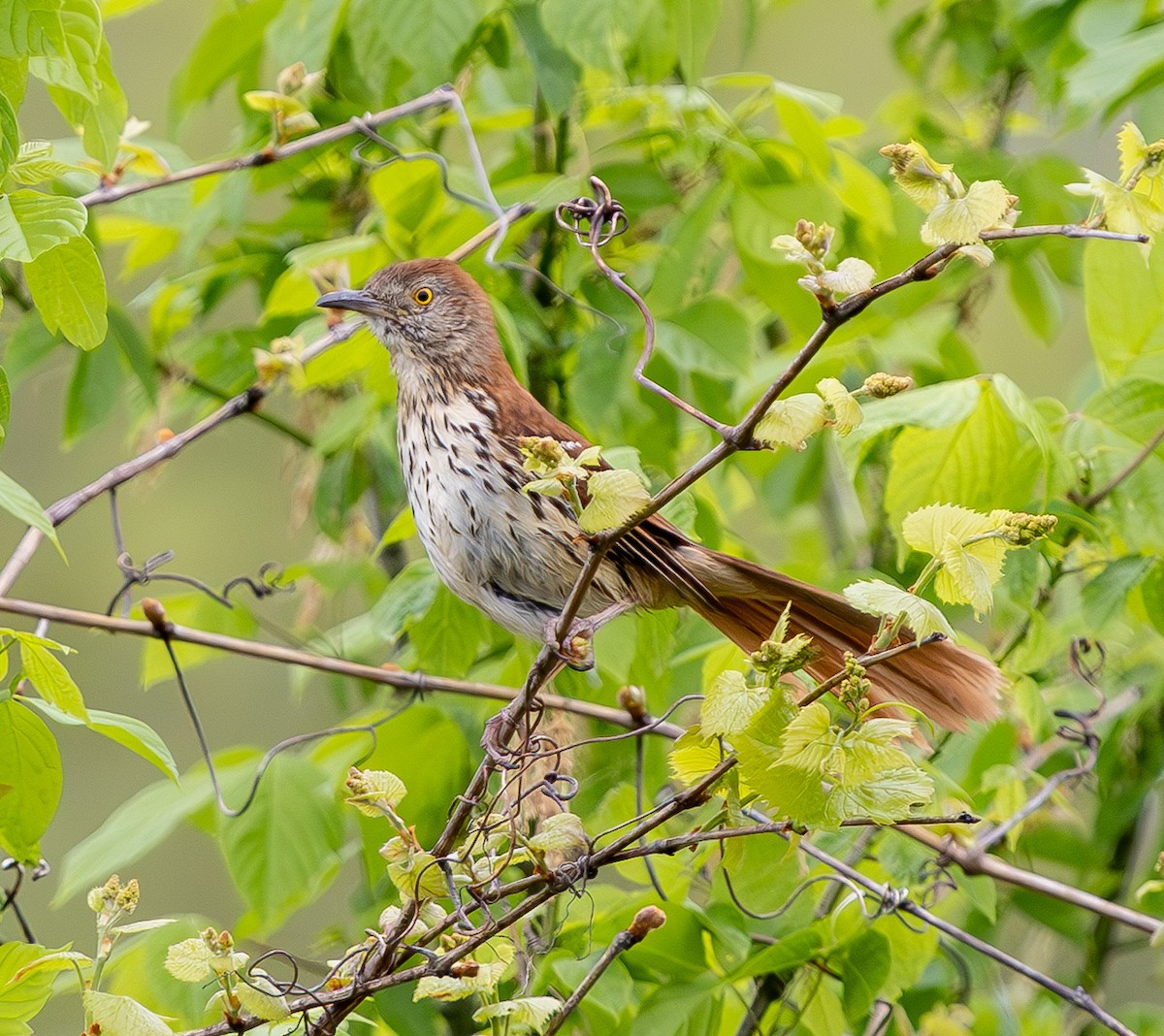 Brown Thrasher - ML635017929