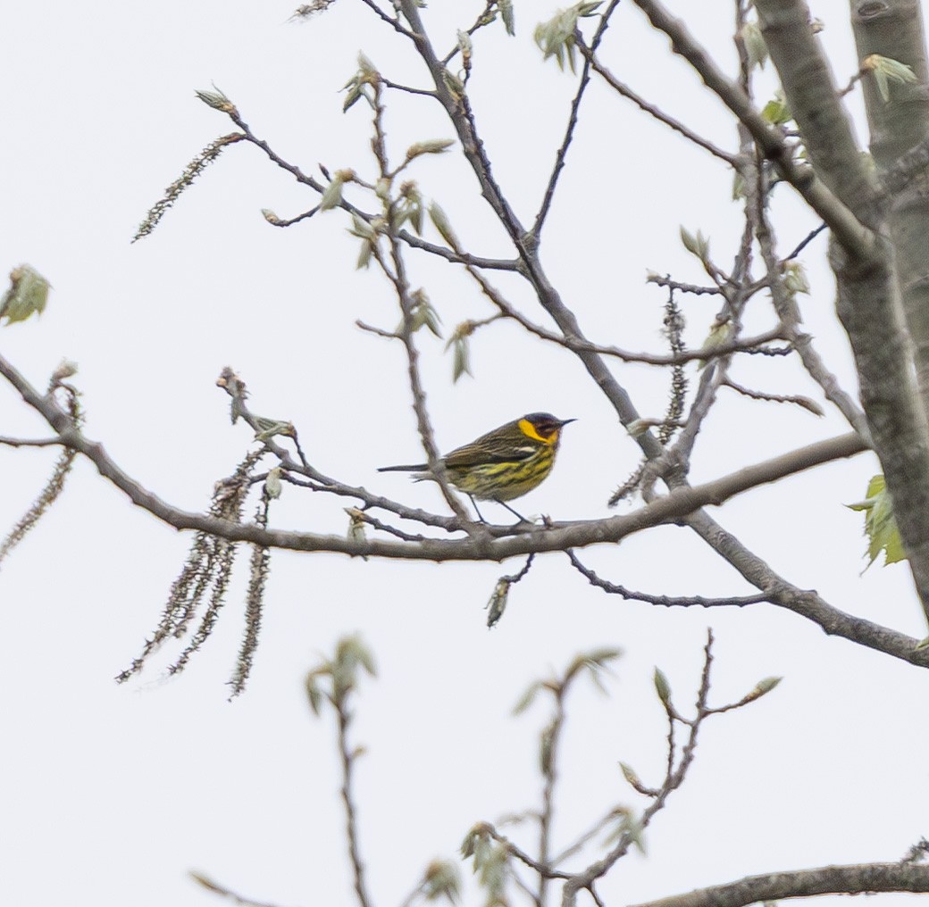 Cape May Warbler - ML635017963