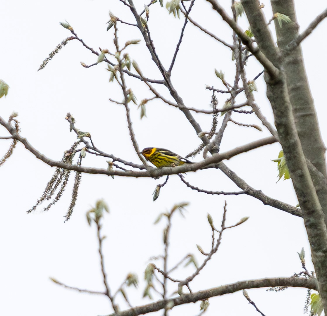 Cape May Warbler - ML635017964