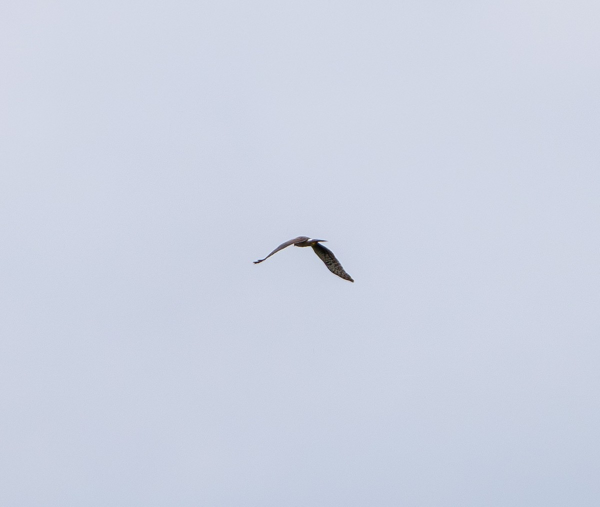 Northern Harrier - ML635018014