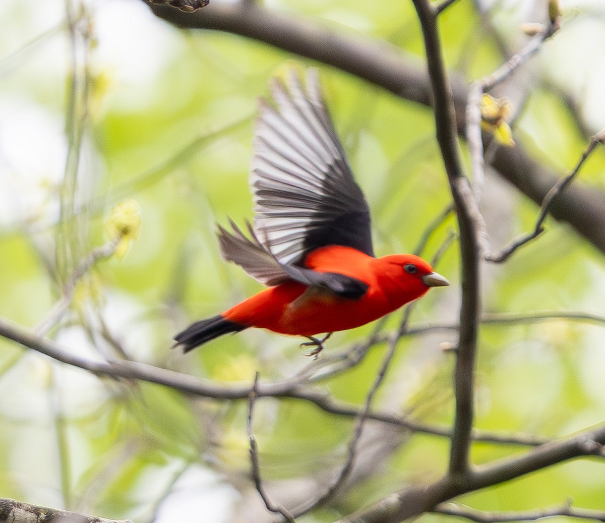 Scarlet Tanager - ML635018043