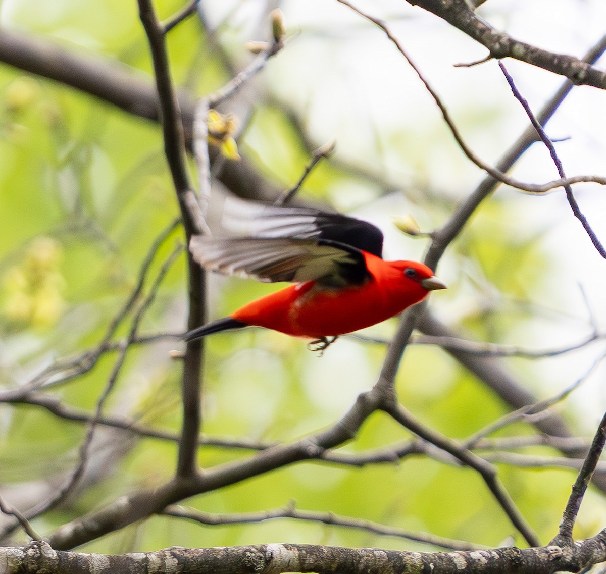 Scarlet Tanager - ML635018044