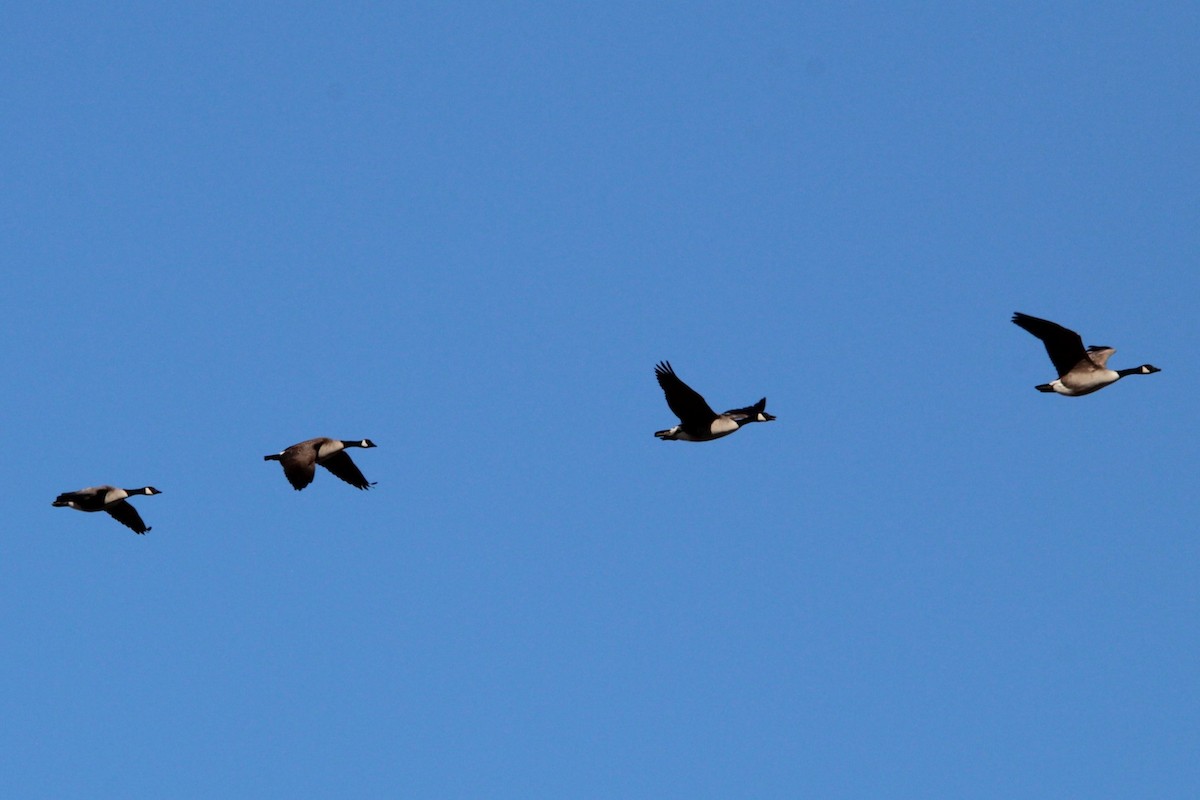 Kanadagans - ML635018053