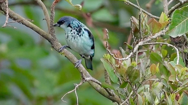 Azure-rumped Tanager - ML635018113