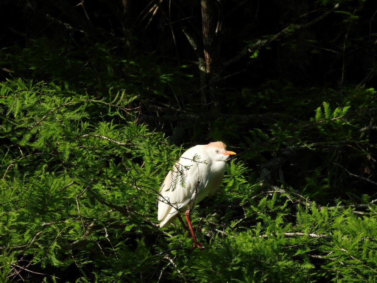 Western Cattle-Egret - ML635018287