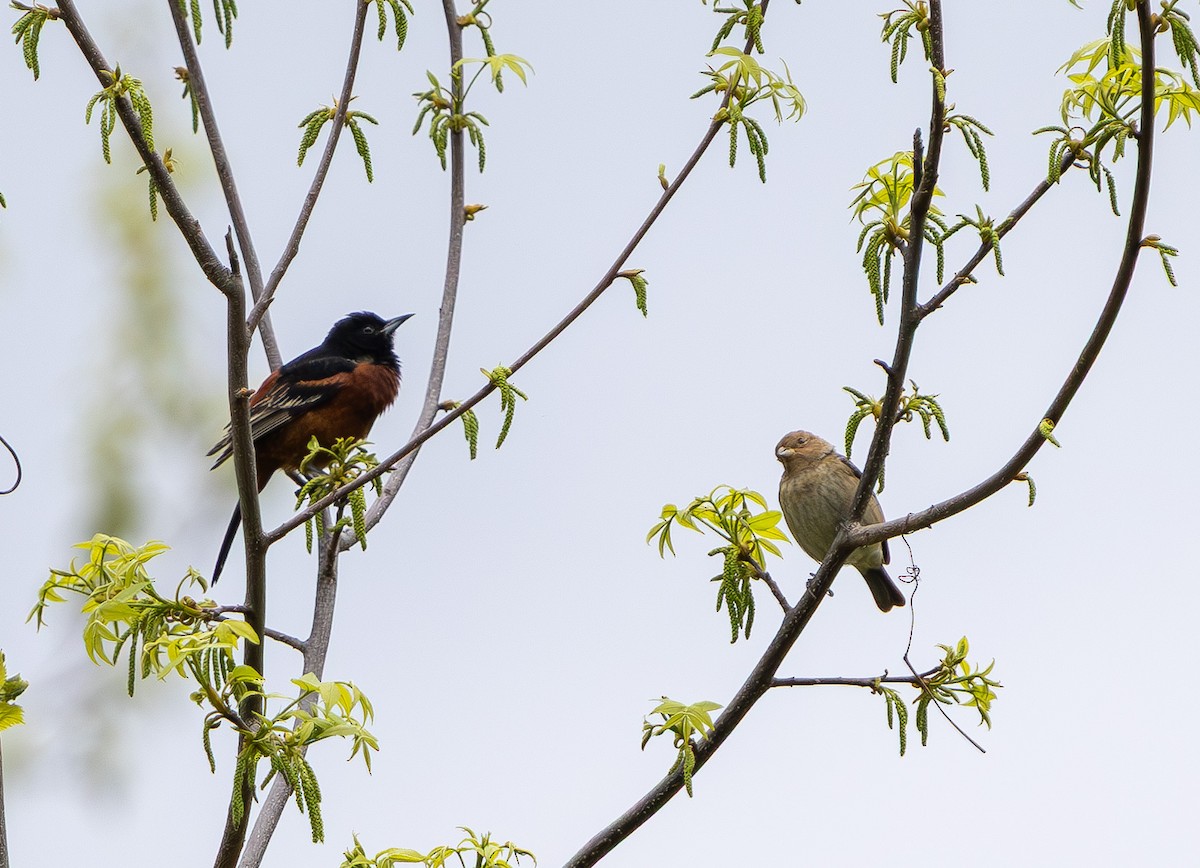 Indigo Bunting - ML635018310