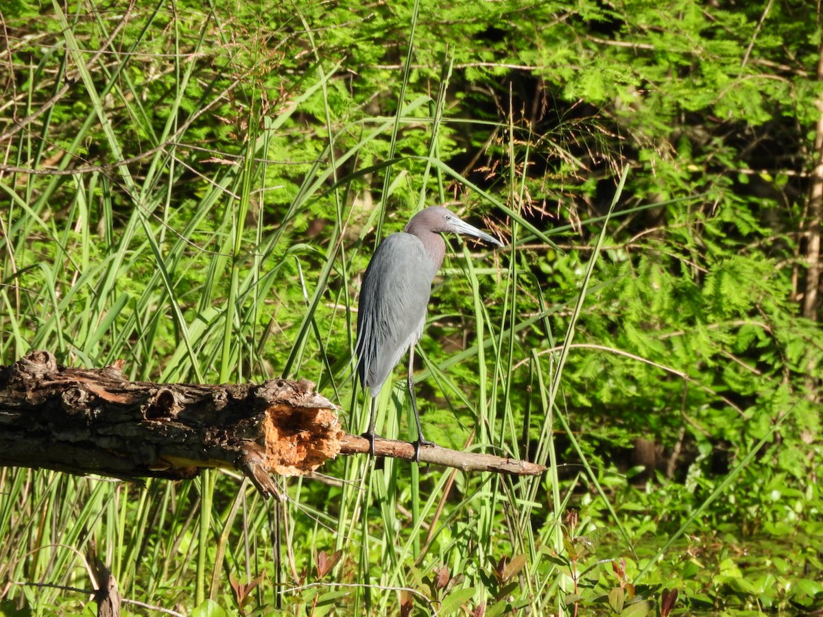 Little Blue Heron - ML635018320