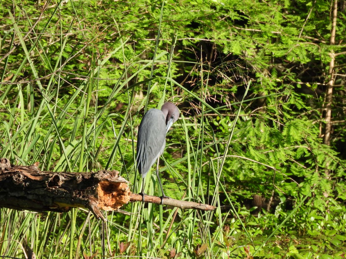 Little Blue Heron - ML635018321