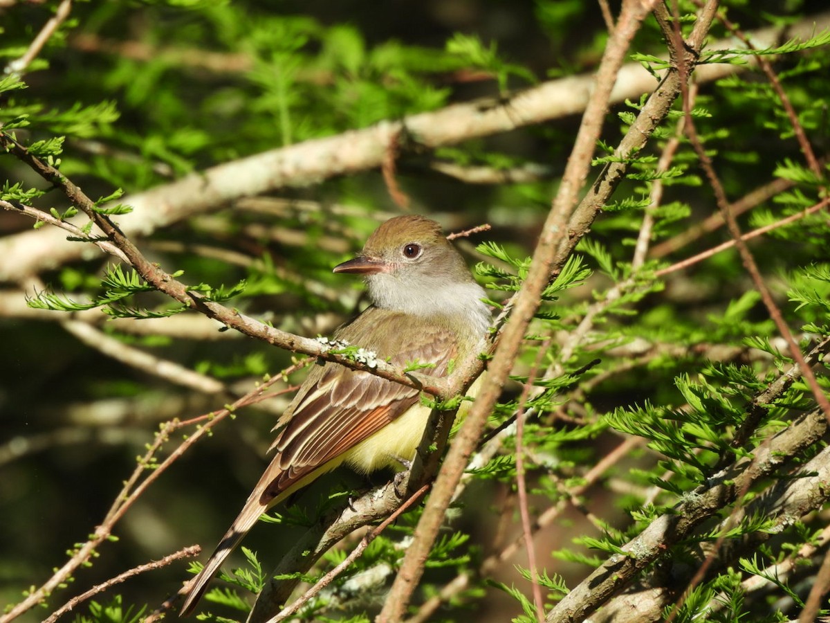 Great Crested Flycatcher - ML635018357