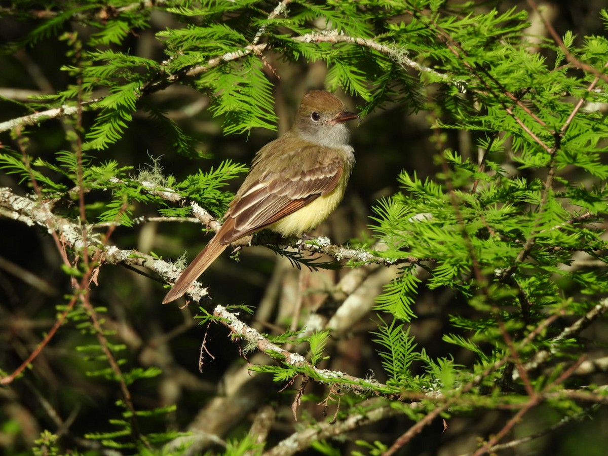 Great Crested Flycatcher - ML635018358