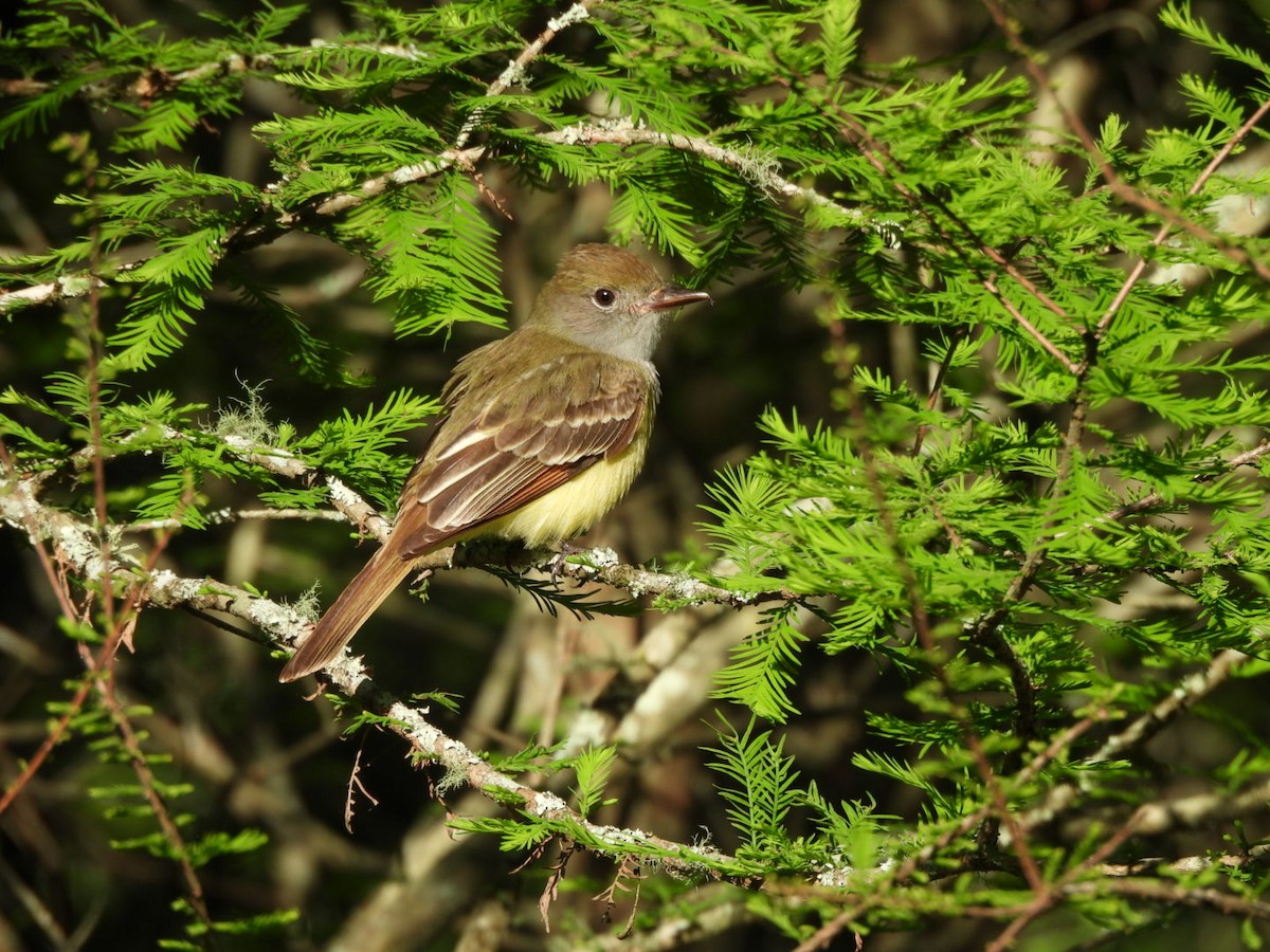 Great Crested Flycatcher - ML635018359
