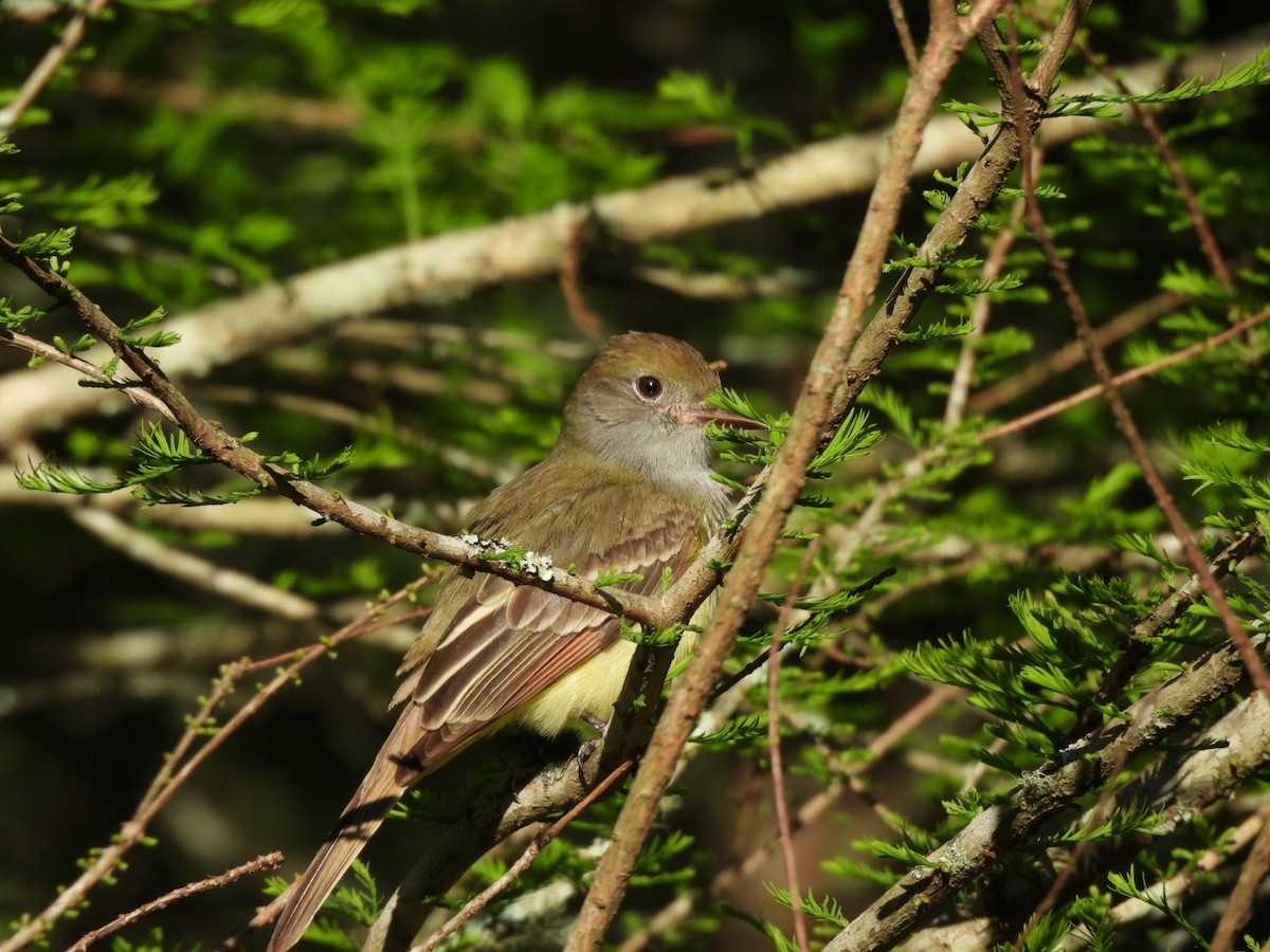 Great Crested Flycatcher - ML635018360