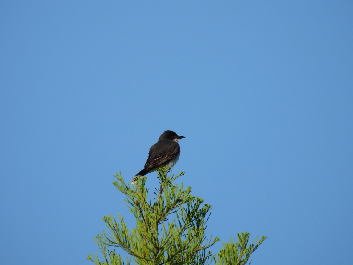 Eastern Kingbird - ML635018387